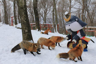 Illustration for article titled You Can Experience Fox Heaven in Japan